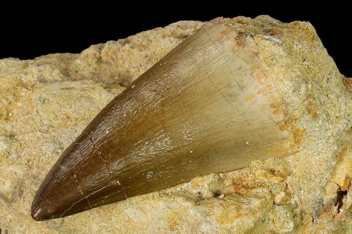 Mosasaur (Prognathodon) Tooth In Rock - Morocco #152649